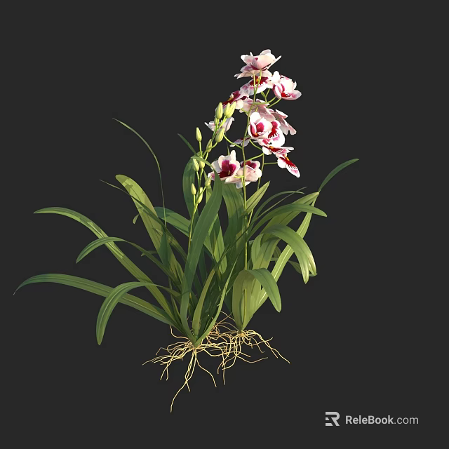Beautiful Pink And White Orchid With Long Green Leaves And Visible Roots 3d model 