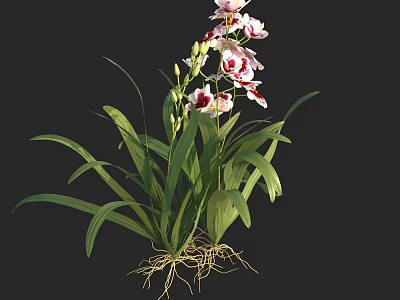 Beautiful Pink And White Orchid With Long Green Leaves And Visible Roots 3d model