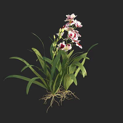 Beautiful Pink And White Orchid With Long Green Leaves And Visible Roots 3d model