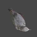 Seagull Taxidermy Mount On Wooden Base With Dark Background