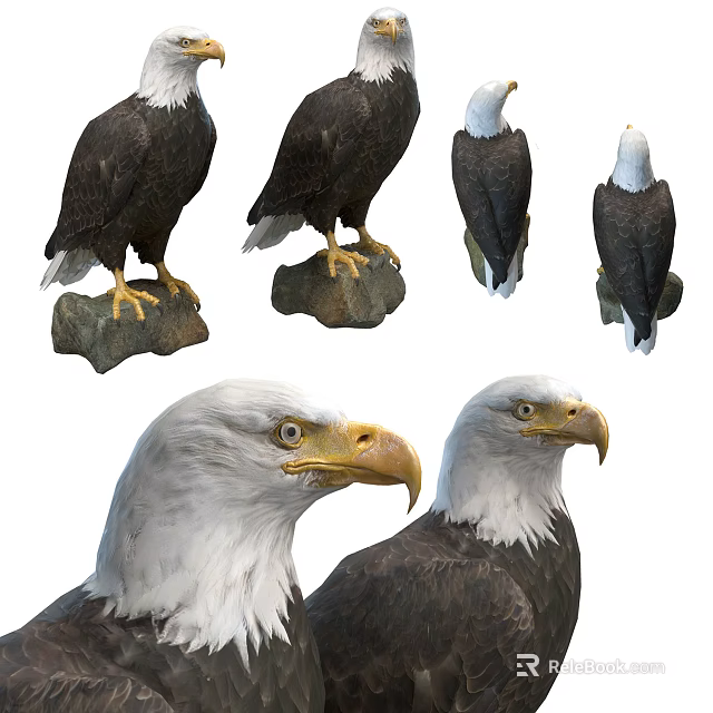 Majestic Eagles In Various Poses Standing On Rock Perches And Close Up Head Shots With White Head Feathers 3d model 