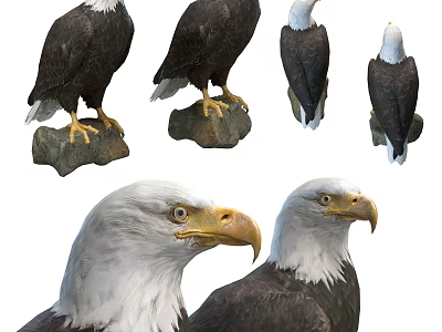 Majestic Eagles In Various Poses Standing On Rock Perches And Close Up Head Shots With White Head Feathers 3d model