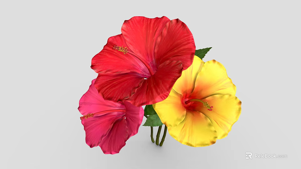 Vibrant Hibiscus Flowers in Red Pink and Yellow with Fresh Green Leaves 3d model 