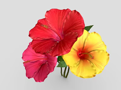 Vibrant Hibiscus Flowers in Red Pink and Yellow with Fresh Green Leaves 3d model