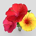 Vibrant Hibiscus Flowers in Red Pink and Yellow with Fresh Green Leaves