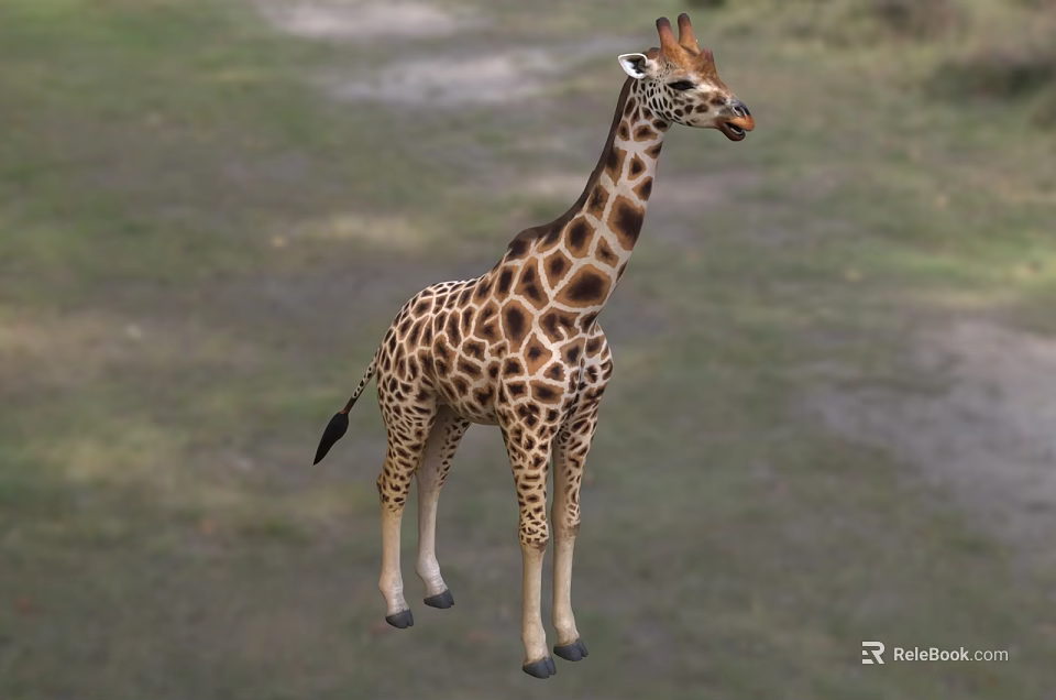 Tall Giraffe With Brown Spots Standing On Green Grassland Area 3d model 
