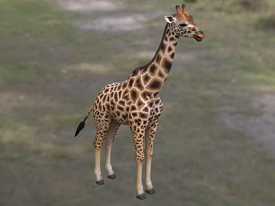 Tall Giraffe With Brown Spots Standing On Green Grassland Area 3d model