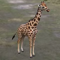 Tall Giraffe With Brown Spots Standing On Green Grassland Area