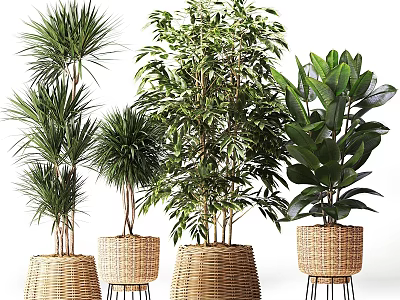 Various Indoor Potted Plants With Green Foliage In Wicker Baskets And Metal Stands 3d model