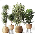 Various Indoor Potted Plants With Green Foliage In Wicker Baskets And Metal Stands