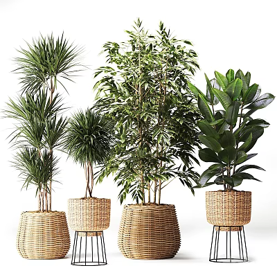 Various Indoor Potted Plants With Green Foliage In Wicker Baskets And Metal Stands 3d model