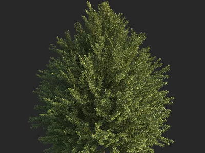Lush Green Arbor Featuring Dense Foliage Vibrant Leaves and Full Canopy in Natural Form 3d model