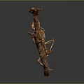 Detailed Mantis Skeleton Clinging to Natural Tree Branch with Realistic Features