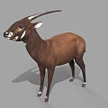 Brown Antelope With Long Horns White Ears And Legs Standing On Gray Background