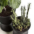 Decorative Bonsai Potted Plants With Various Green Foliage And Black Ceramic Pots