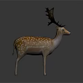 Detailed Spotted Deer With Large Antlers Standing On Dark Gray Background