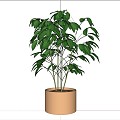 Plant Bonsai Bonsai 3d model