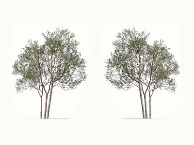 Two Tall Green Arbor Trees With Multiple Trunks And Lush Foliage Isolated On White Background 3d model