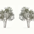 Two Tall Green Arbor Trees With Multiple Trunks And Lush Foliage Isolated On White Background