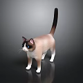 3D Rendered Cat Model With Brown White Fur Blue Eyes Black Tail On Dark Background