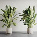 Large Green Leafy Indoor Potted Plants in White Pots on Gray Table with Gray Wall