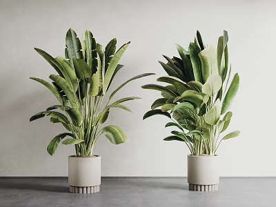 Large Green Leafy Indoor Potted Plants in White Pots on Gray Table with Gray Wall 3d model