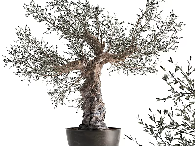 Olive Bonsai Tree With Thick Textured Trunk And Lush Green Leaves In Black Pot 3d model