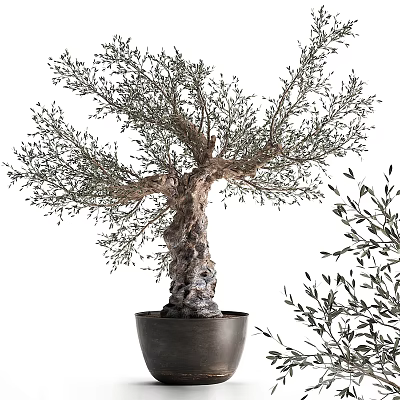 Olive Bonsai Tree With Thick Textured Trunk And Lush Green Leaves In Black Pot 3d model