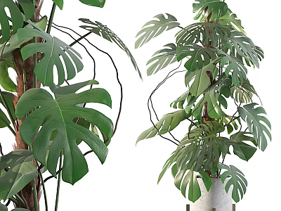 Monstera Potted Plant with Large Green Leaves in White Ceramic Pot 3d model