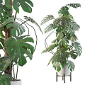 Monstera Potted Plant with Large Green Leaves in White Ceramic Pot