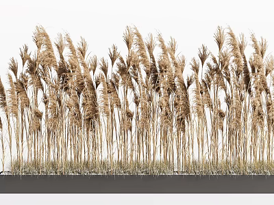 Tall Golden Reeds Swaying Gently in Wind Natural Garden Landscape View 3d model