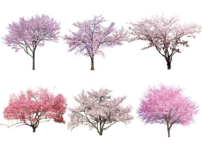 Modern cherry tree peach tree red plum blossom wintersweet peach color leaf tree jacaranda modeling tree landscape tree ornamental tree 3d model