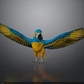 Blue and Orange Parrot with Spread Wings Vibrant Feathers on Grey Background