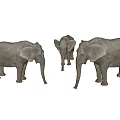Three Gray Elephants Family Group With Adult And Baby Standing Against White Background