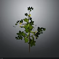 Green Vine Plant with Yellow Small Flowers Green Leaves and Bean Pods