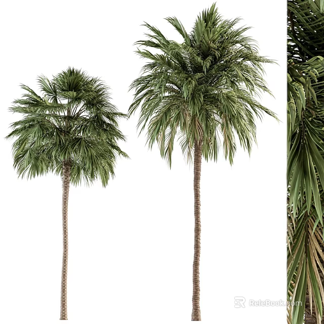 Tall Palm Shrubs Featuring Green Leaves And Brown Trunks For Outdoor Landscape 3d model 