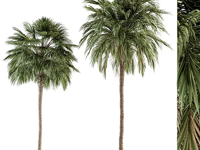 Tall Palm Shrubs Featuring Green Leaves And Brown Trunks For Outdoor Landscape 3d model
