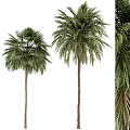 Tall Palm Shrubs Featuring Green Leaves And Brown Trunks For Outdoor Landscape