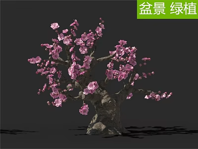 Beautiful Bonsai Arbor With Pink Blossoms As Indoor Decorative Green Plant 3d model