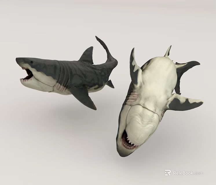 Two Dark And Light Colored Sharks Displaying Open Mouths And Sharp Teeth 3d model 