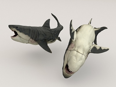 Great White Shark Ocean model