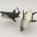 Two Dark And Light Colored Sharks Displaying Open Mouths And Sharp Teeth 3d model