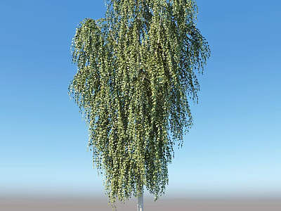 Tall Weeping Willow Tree With Green Hanging Branches Against Blue Sky 3d model