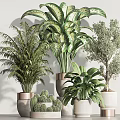 Indoor Potted Plants with Various Green Foliage and Decorative Ceramic Pots for Modern Home Decoration