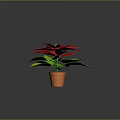 Vibrant Poinsettia Plant With Red Blooms And Lush Green Leaves In Brown Pot