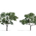 Two Arbor Trees with Green Leaves and Brown Trunks on White Background 3d model