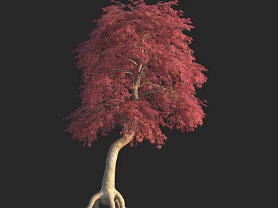 Red Leafed Arbor With Curved Trunk Exposed Roots On Black Background 3d model