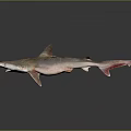Gray Shark With Red Tail Swimming In Dark Background With Reflection 3d model