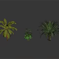 Various Tropical and Small Green Plants Including Palm and Banana Trees