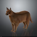 Orange Caracal With Long Ears Standing On Dark Background With Smooth Fur